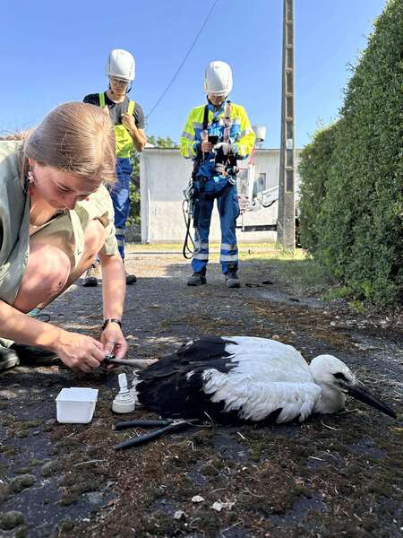 dziewczyna obrączkuje młodego bociana, z tyłu przygląda się temu dwóch elektromonterów