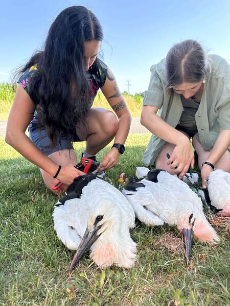 dwie dziewczyny obrączkują dwa młode bociany leżące na trawie