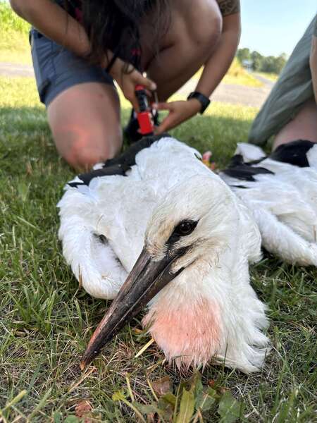 dziewczyna obrączkuje młodego bociana leżącego na trawie