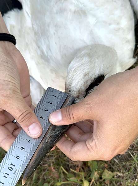 w dłoniach człowieka znajduje się linijka podczas pomiaru długości dzioba młodego bociana