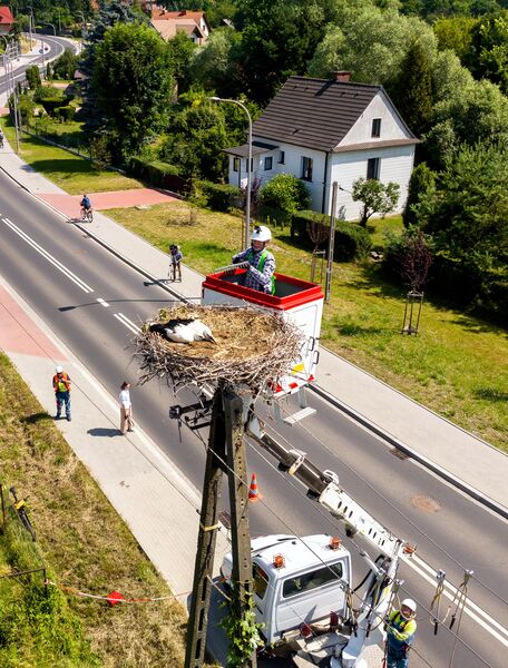 pracownik Tauron Dystrybucja ściąga z gniazda bociana młode ptaki do obrączkowania
