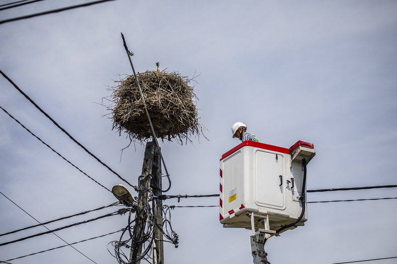 pracownik Tauron Dystrybucja w koszu podnośnika w trakcie podnoszenia do gniazda bociana