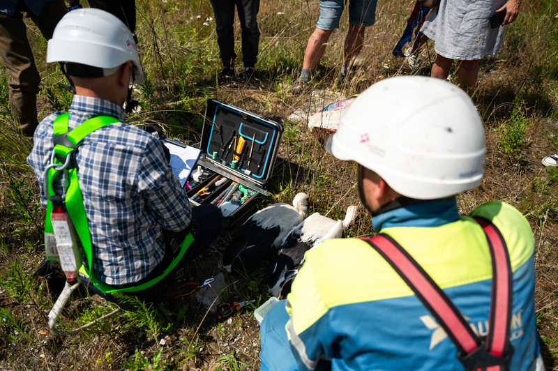 pracownik Tauron Dystrybucja wraz z ornitologiem obrączkuje dwa młode bociany