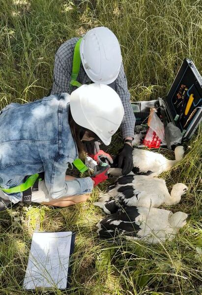 dwóch ornitologów obrączkuje trzy młode bociany