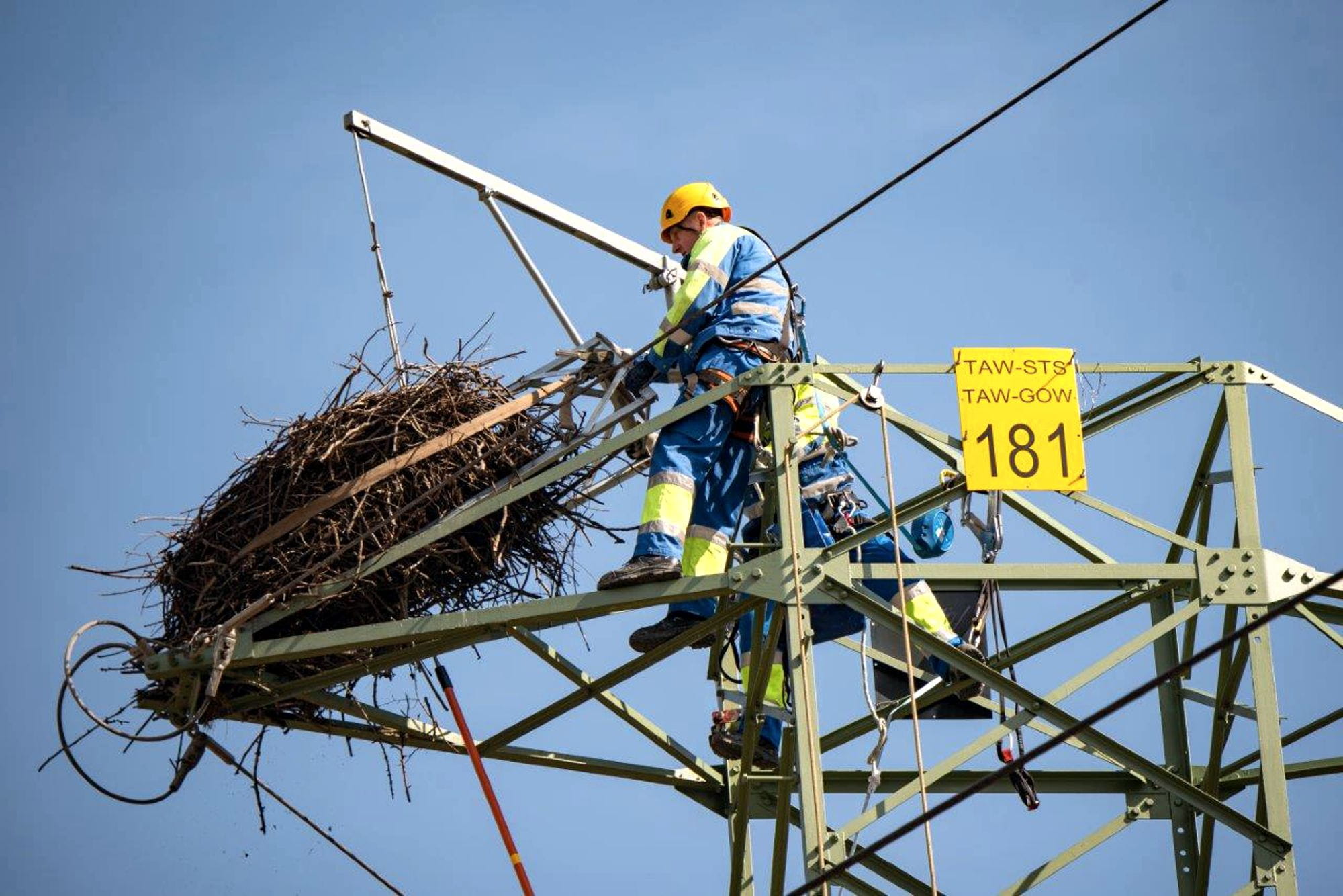 dwóch elektromonterów demontuje bocianie gniazdo znajdujące się na szczycie słupa energetycznego