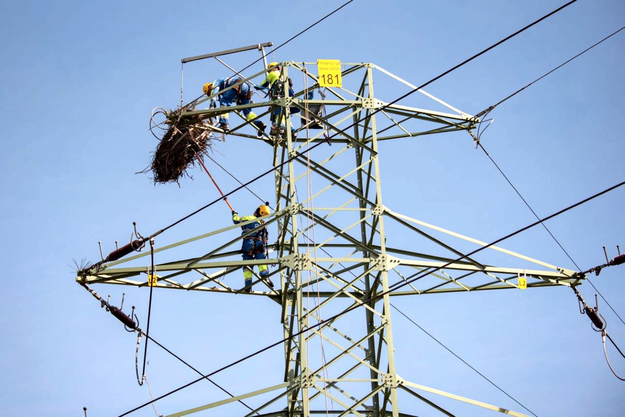 trzech elektromonterów demontuje bocianie gniazdo znajdujące się na szczycie słupa energetycznego