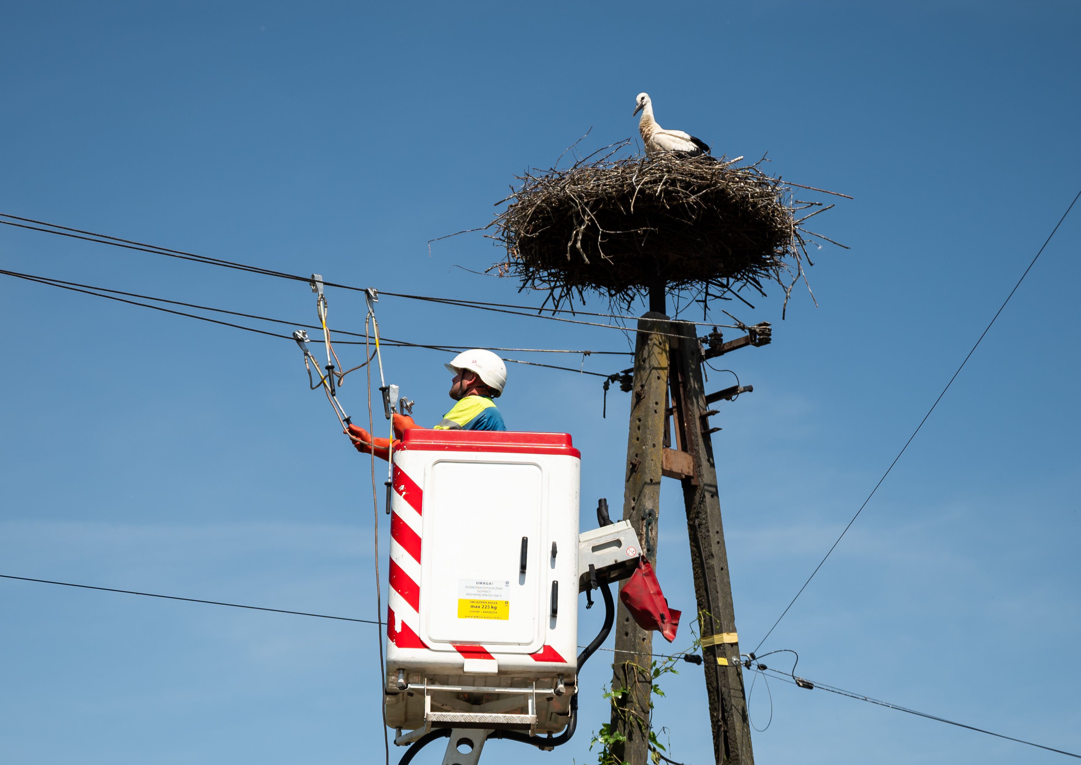 znajdujący się w koszu podnośnika elektromonter zabezpiecza linii energetyczną pod gniazdem bociana na słupie energetycznym