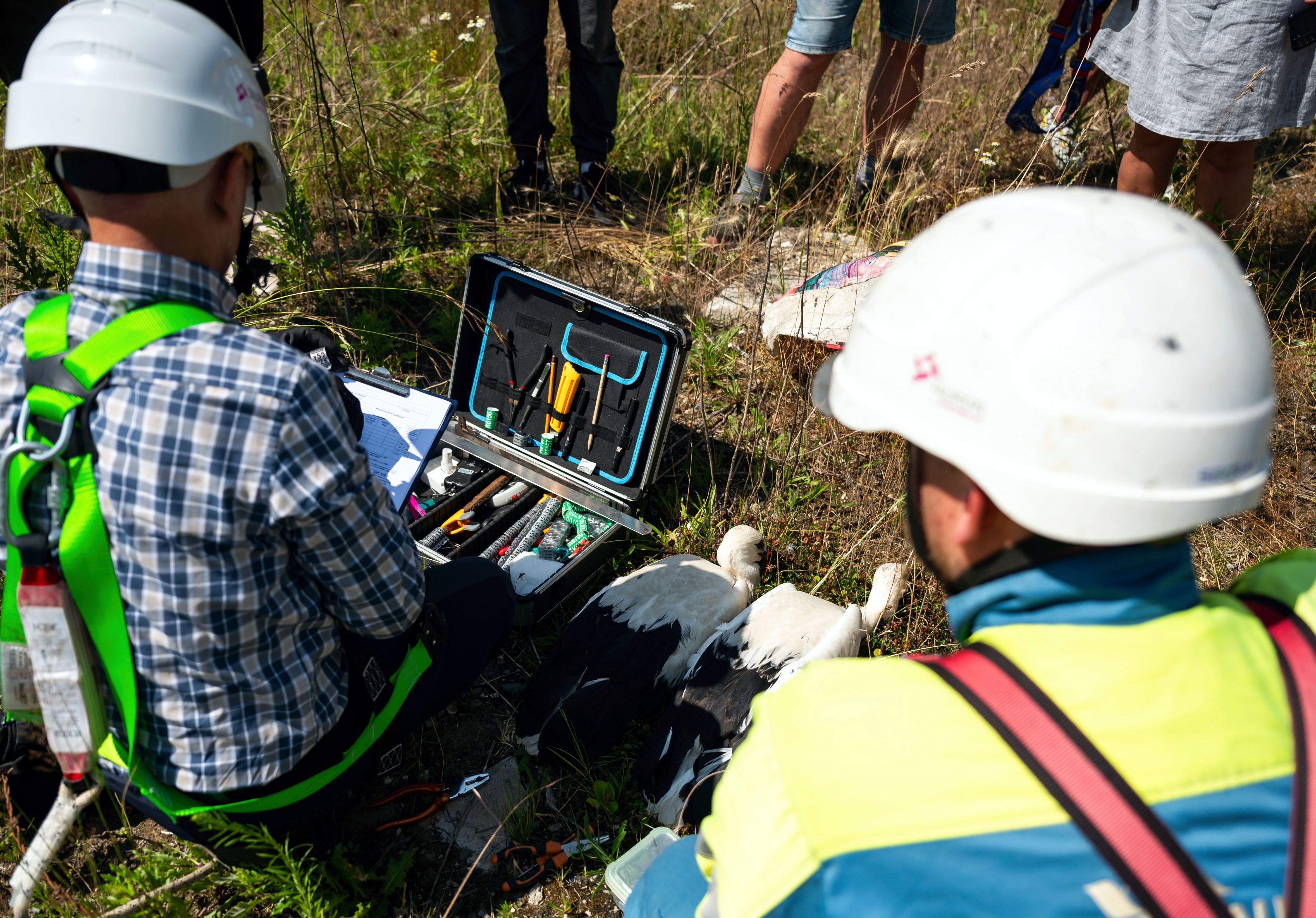 ornitolog w towarzystwie pracownika TAURON Dystrybucja przygotowuje sprzęt do obrączkowania bocianów