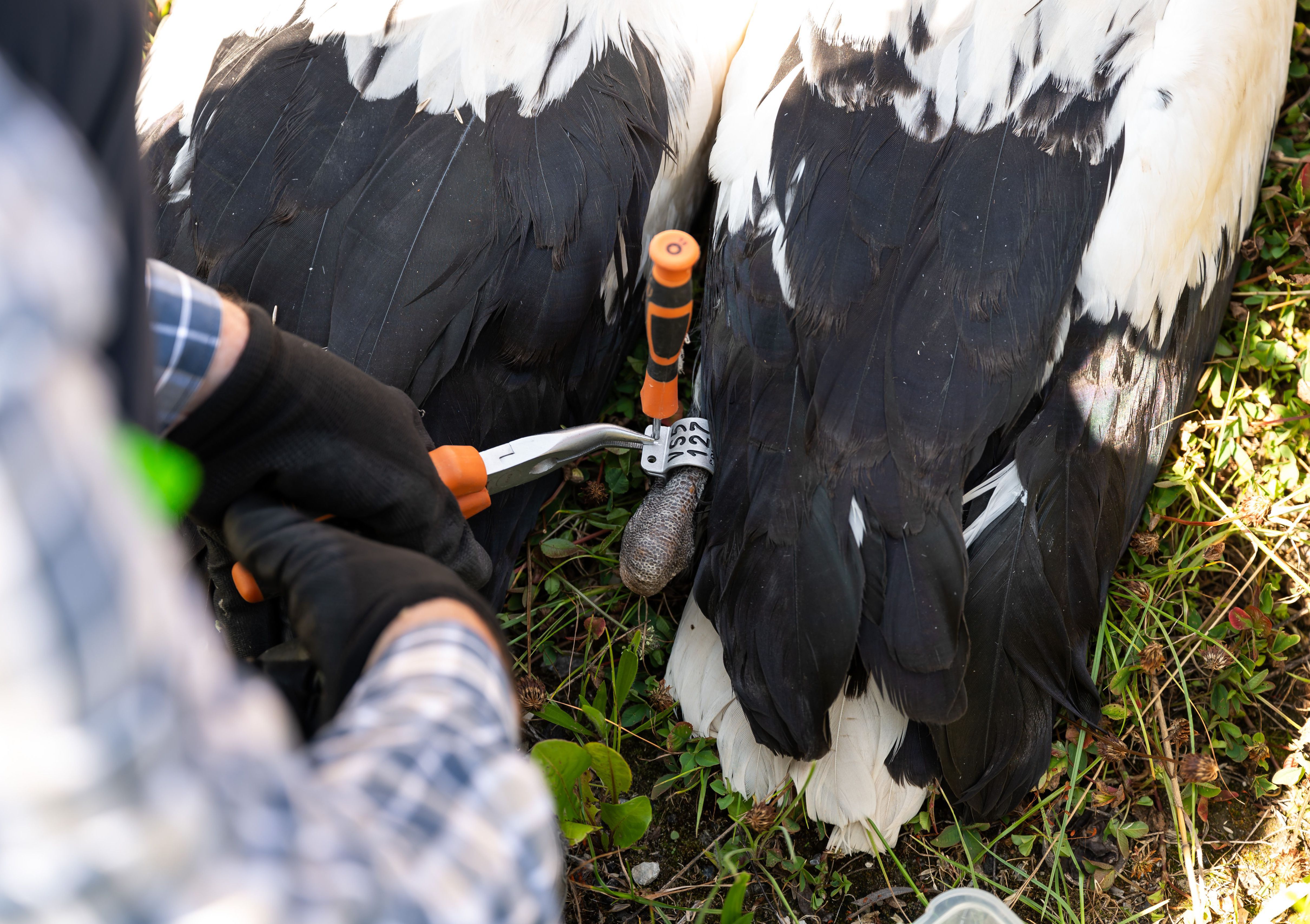 ornitolog zakłada obrączkę na nogę młodego bociana