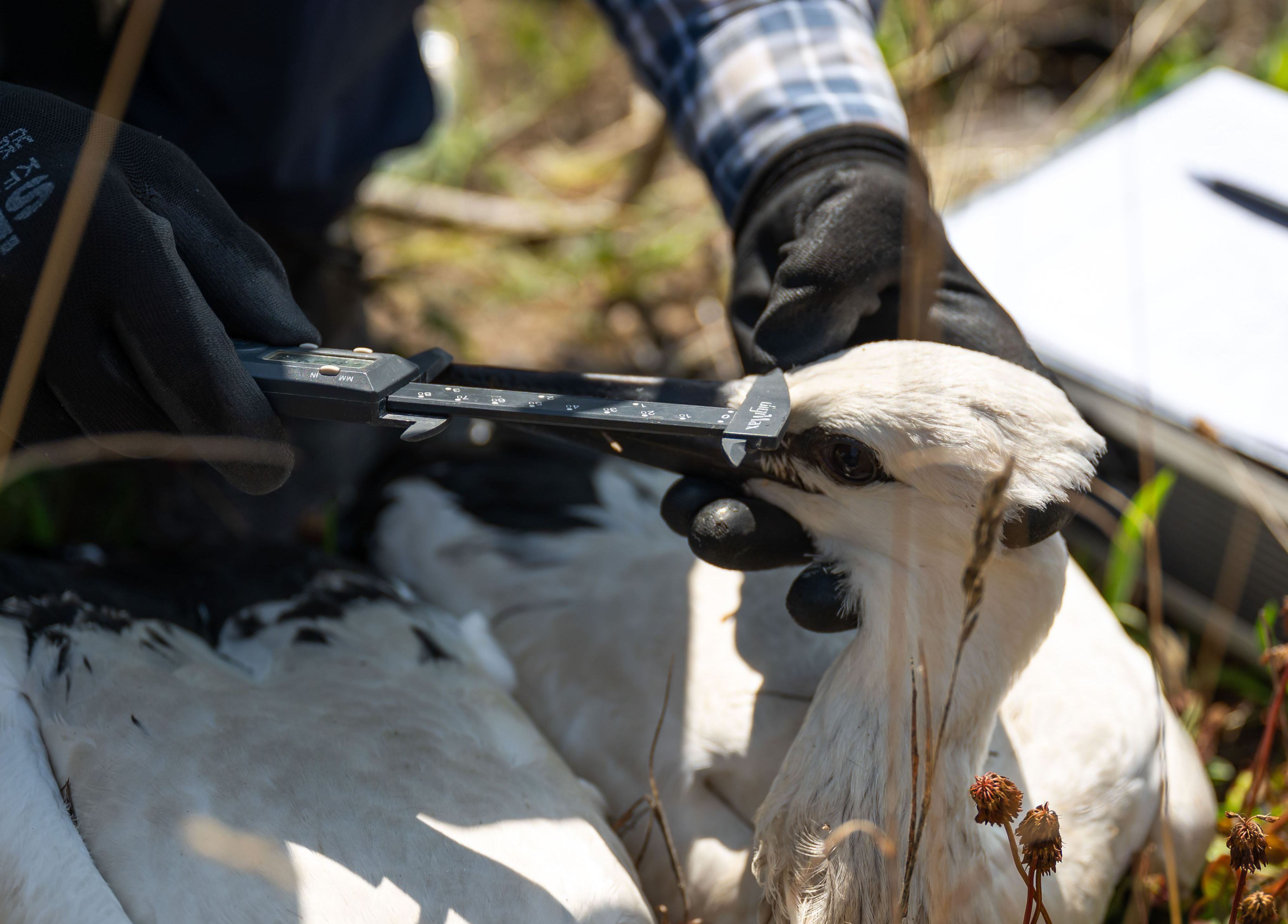 ornitolog mierzy długość dzioba młodego bociana