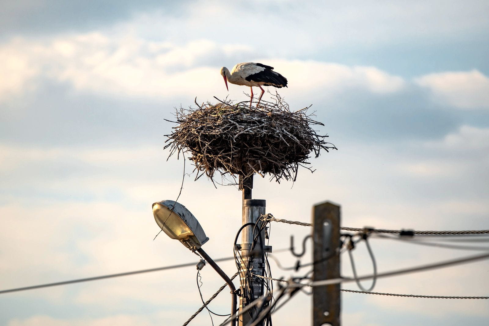 bocian stoi w gnieździe znajdującym się na słupie energetycznym
