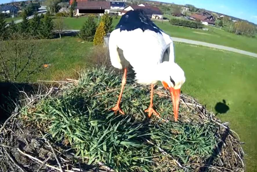 bocian czyści gniazdo z liści