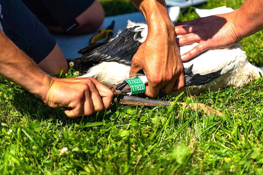 pracownik energetyki zakłada obrączkę na nogę bociana, który leży na trawie