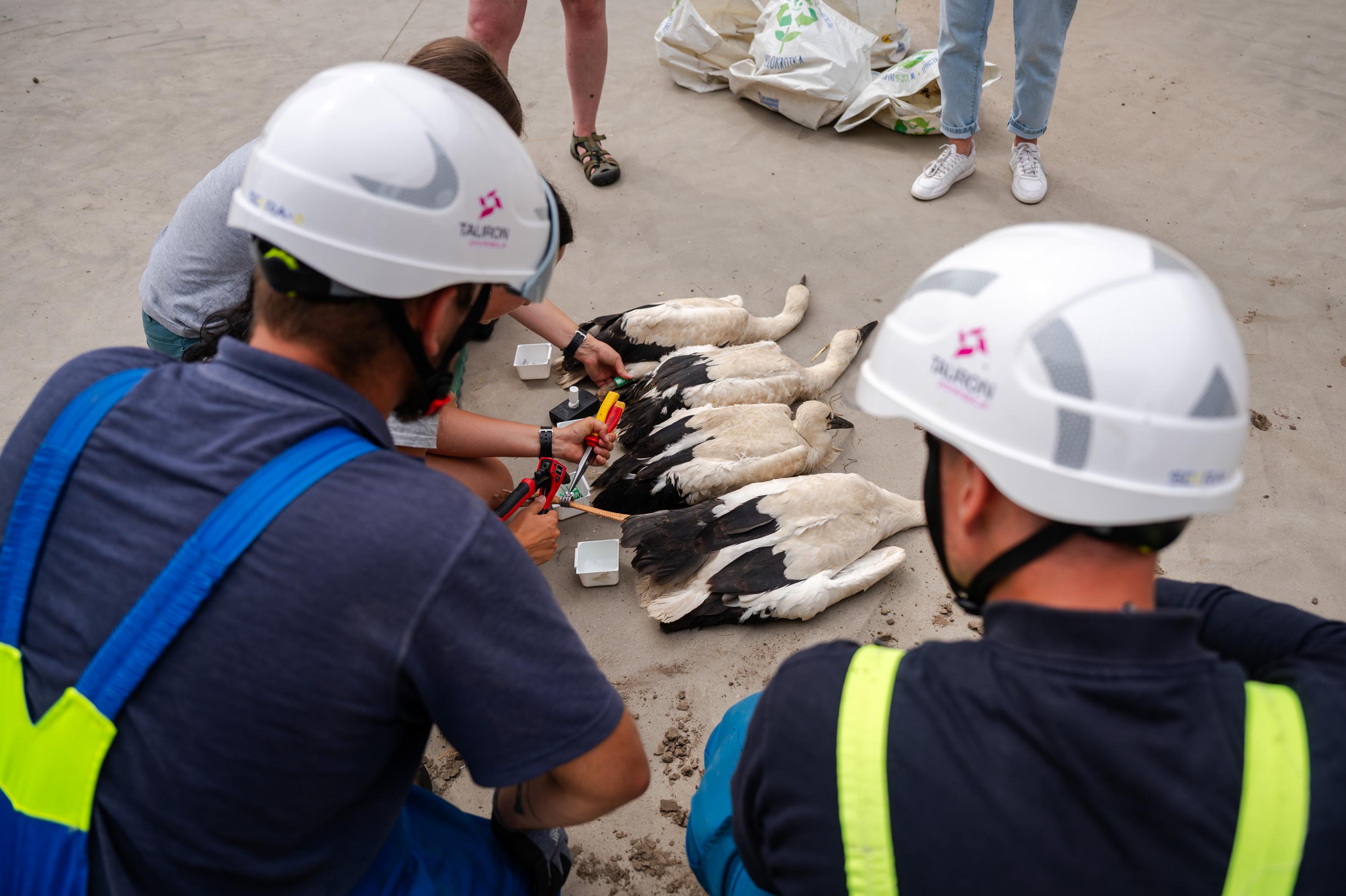 Energetycy asekurują akcję obrączkowania nie tylko logistycznie, często asystują przy zakładaniu obrączek.