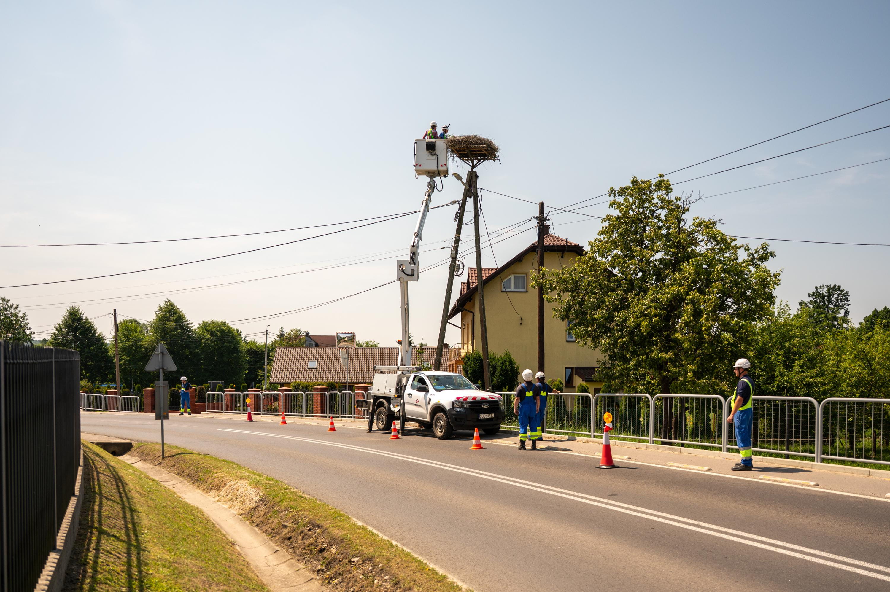 Wiele gniazd znajduje się na liniach energetycznych niskiego napięcia biegnących wzdłuż ciągów komunikacyjnych, co podczas obrączkowania wymaga szczególnej ostrożności.