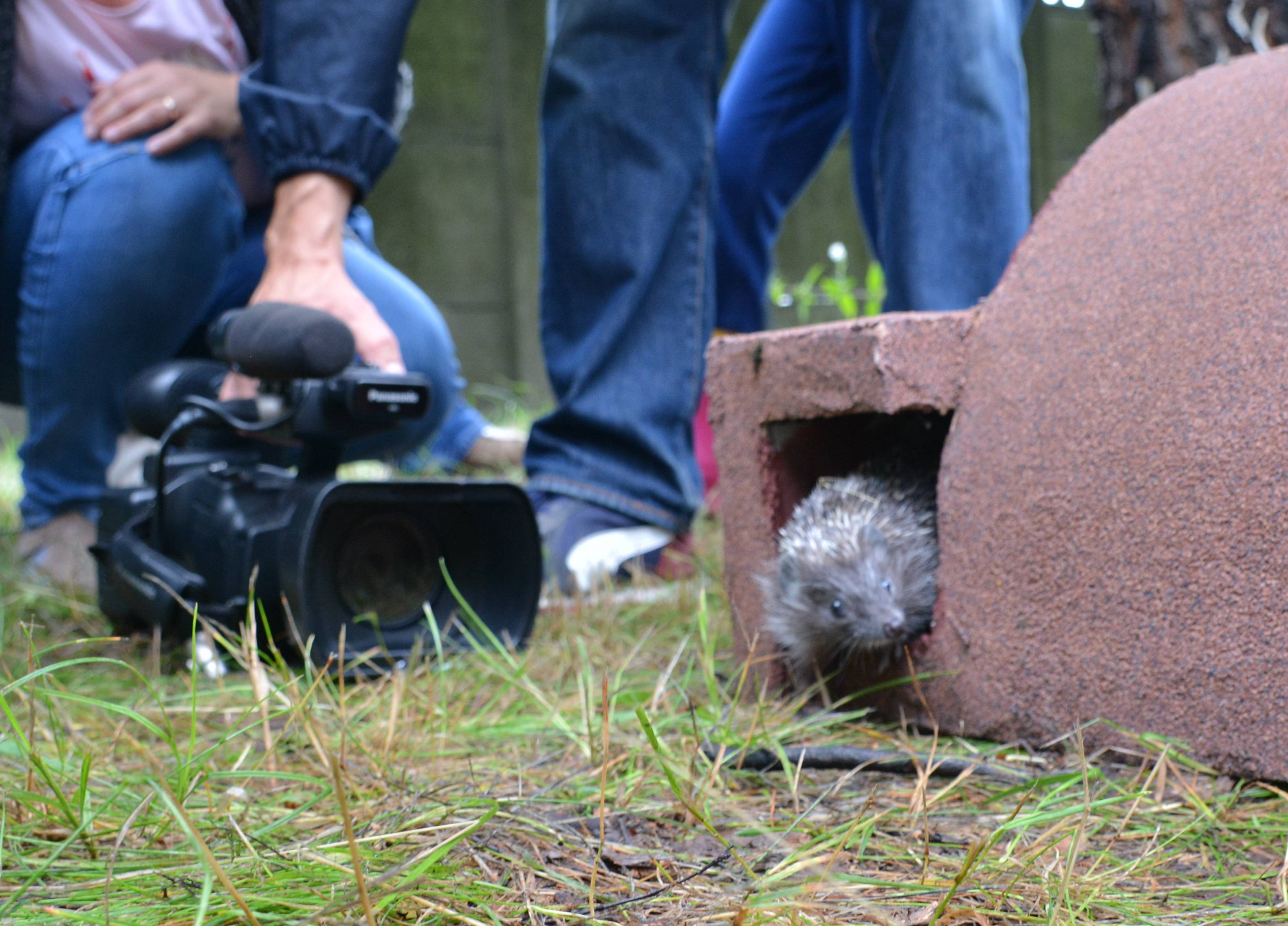 Domki dla jeży Rybnik TAURON