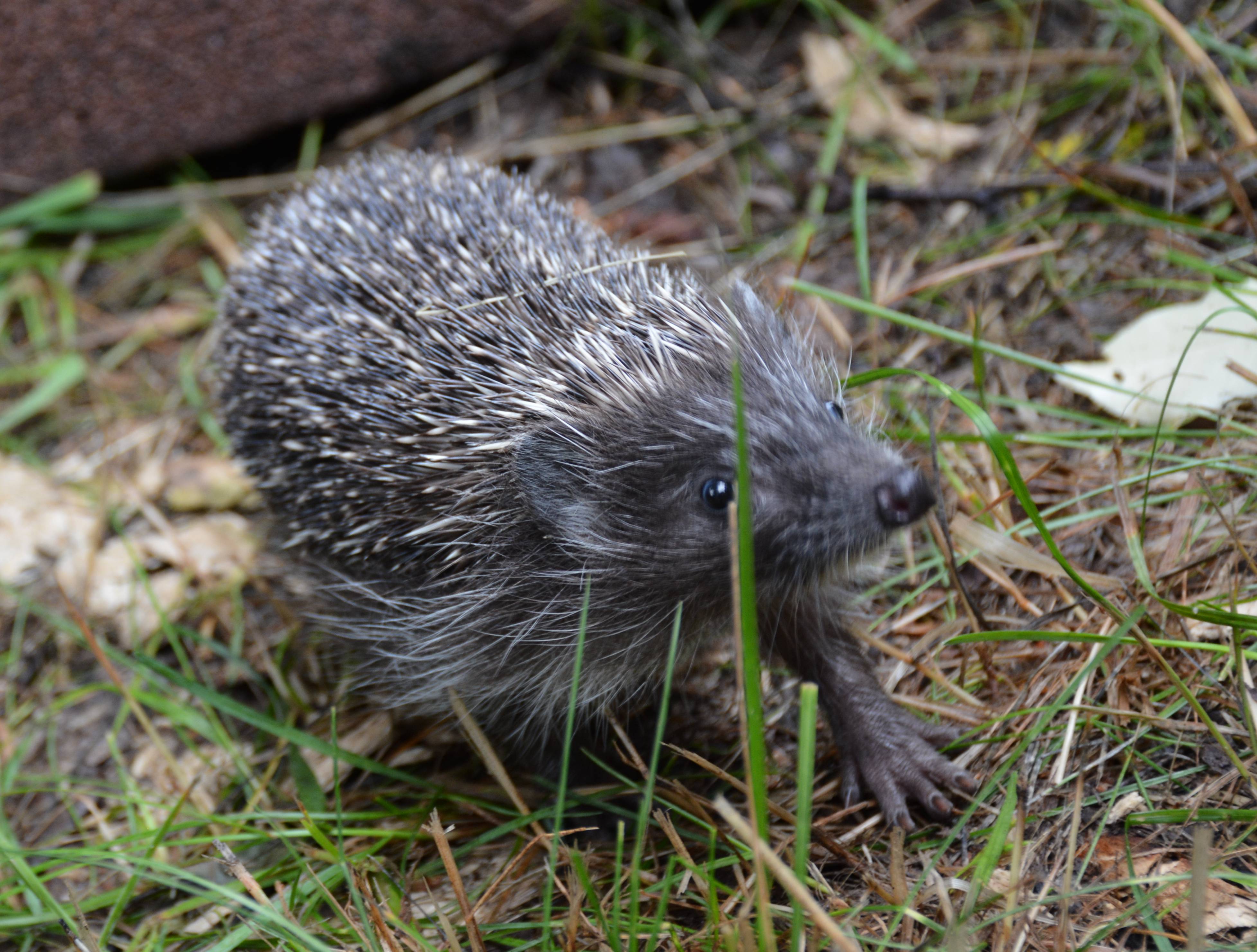 Domki dla jeży Rybnik TAURON