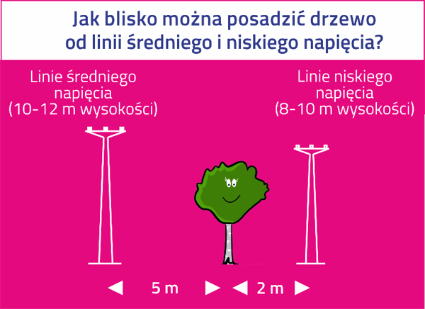 Jak blisko można posadzić drzewo od linii średniego i niskiego napięcia? Linie średniego napięcia (10-12m wysokości). Linie niskiego napięcia (8-10m wysokości).