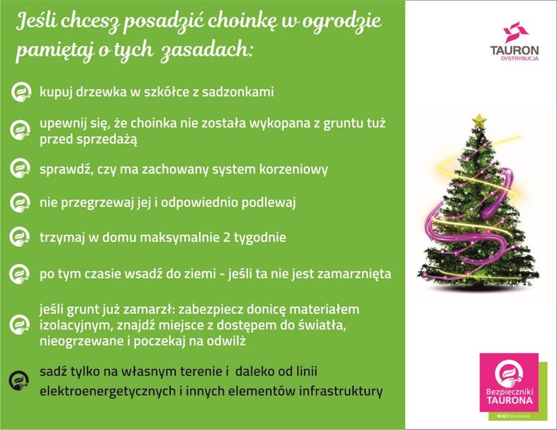 grafika przedstawiająca zasady sadzenia choinki w ogrodzie: kup drzewko w szkółce, trzymaj w domu tylko 2 tygodnie, posadź na własnym terenie i z dala od linii energetycznych