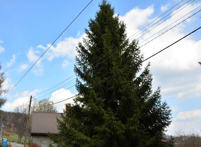na zdjęciu na tle błękitnego nieba widać dużą choinkę, której gałęzie znajdują się blisko linii energetycznej