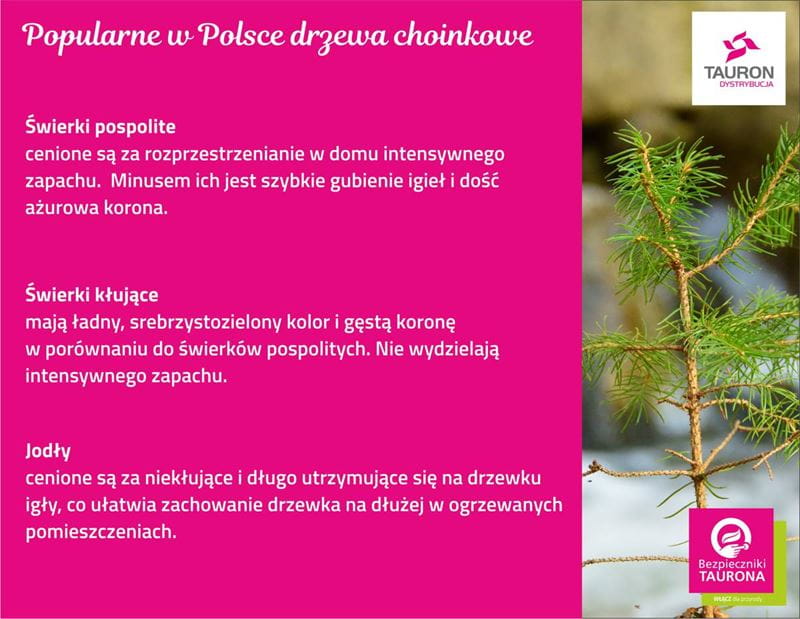 grafika prezentująca trzy najbardziej popularne w Polsce drzewa choinkowe czyli świerki pospolite, świerki kłujące oraz jodły